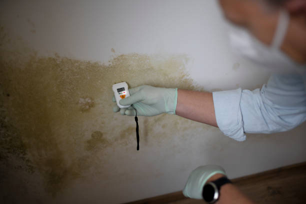 Best Industrial Mold Remediation in Alb, IA