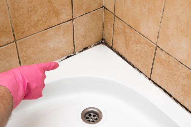 Best Mold Testing and Inspection Services in Alb, IA